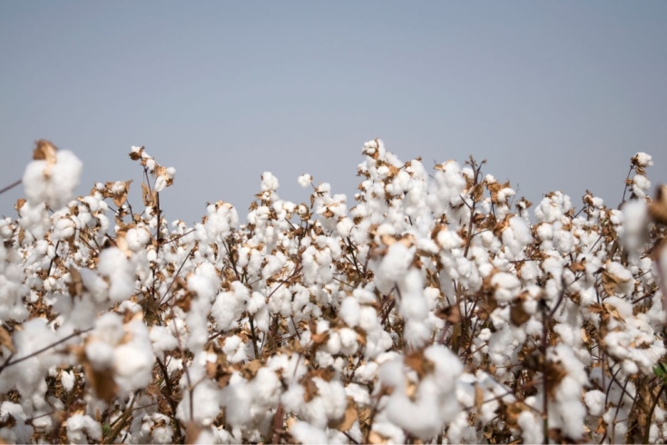 Bawełna organiczna, produkcja odzieży, zrównoważona moda