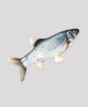 Jumping fish for the cat